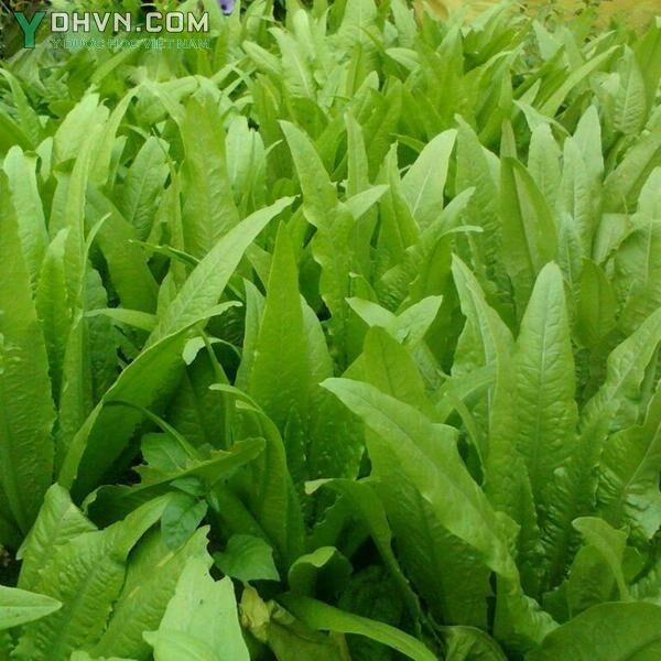 Cây Rau diếp. Lactuca sativa L var longifolia Lam - Cây Thuốc Nam Quanh Ta